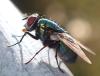 Lucilia sericata